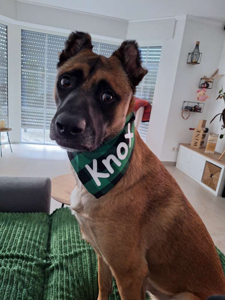 Hundetreffen-Spazieren & lernen in Moers-Profilbild