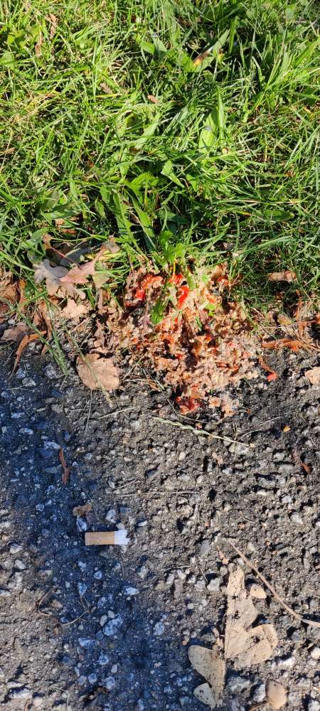 Giftköder-Erbrochenes oder Essensreste-Profilbild