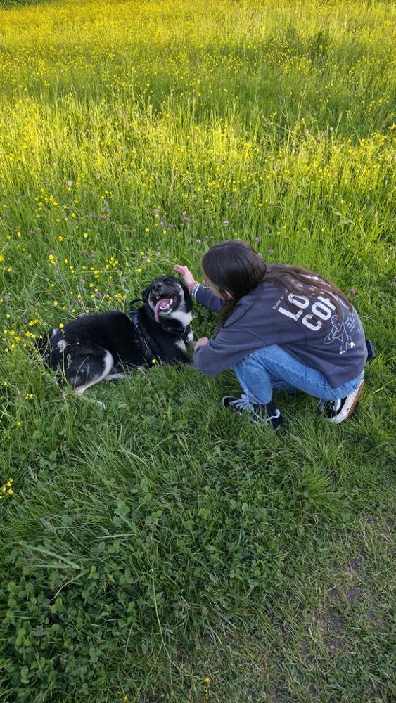 Hundetreffen-Gassirunde und Spielgefährte-Profilbild
