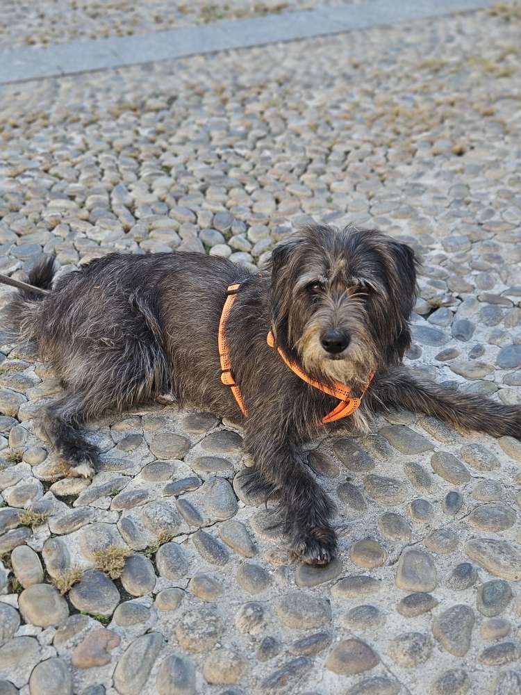 Hundetreffen-Spieltreffen bzw. Gassirunde-Profilbild