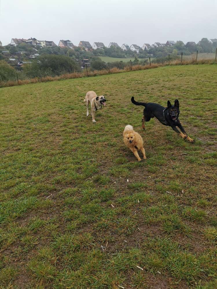 Hundetreffen-Spiel und Spaß Partner gesucht-Profilbild