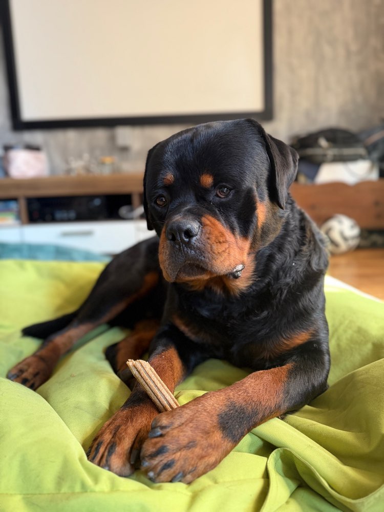 Hundetreffen-Spielfreunde-Profilbild