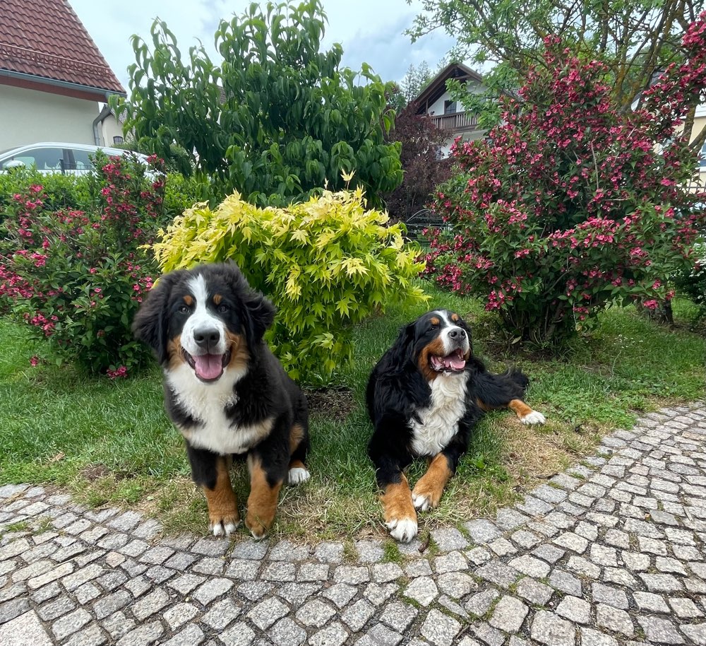 Hundetreffen-Welpen Freunde gesucht-Profilbild
