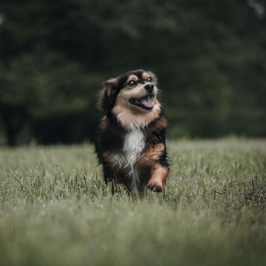 Hundetreffen-Angeleinte Spaziergänge-Profilbild