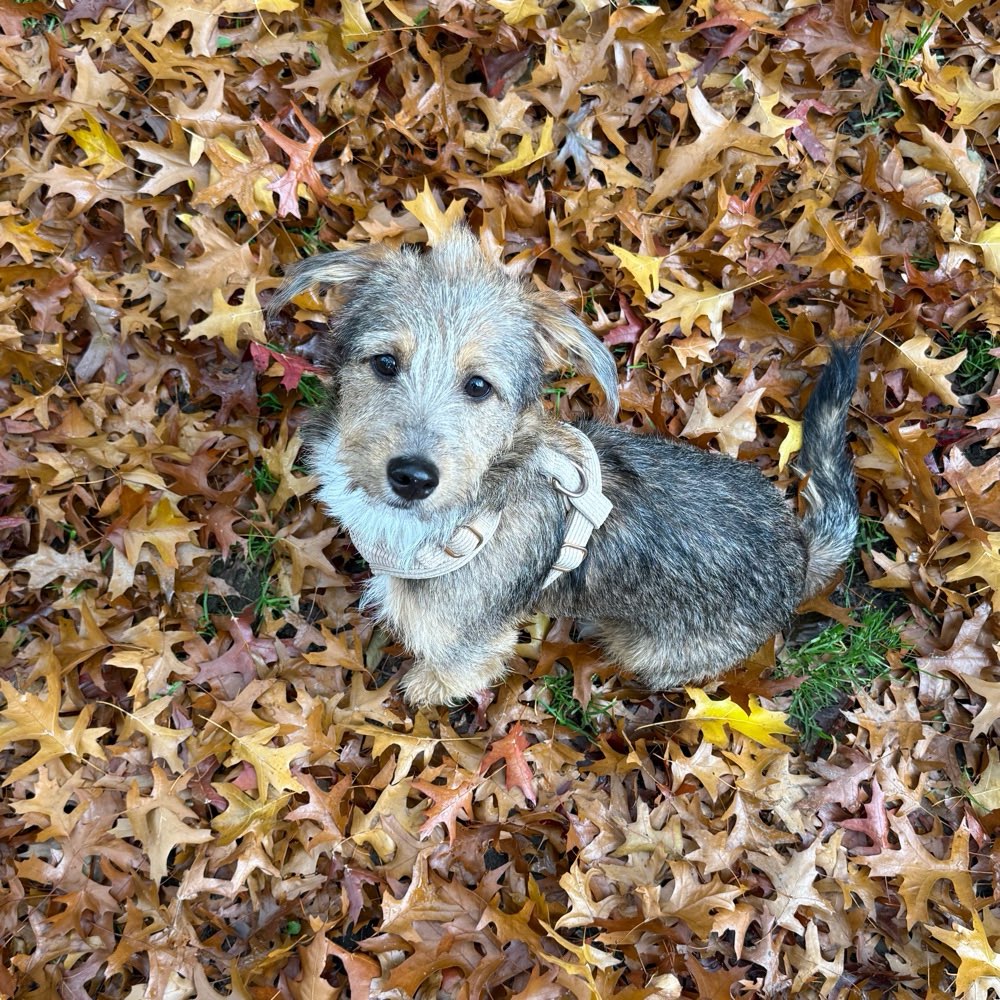 Hundetreffen-Junghundtreffen - Spazieren, Spielen, Training-Profilbild