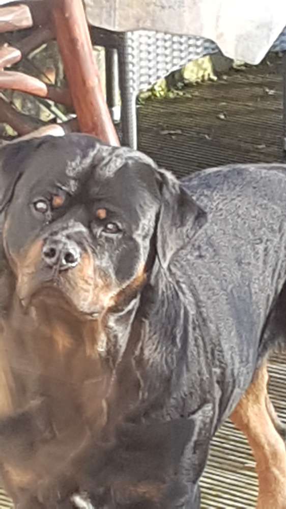 Hundetreffen-Treffen in Dausenau-Profilbild