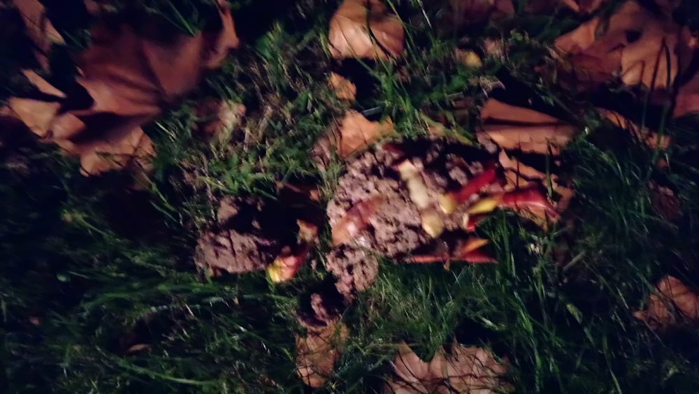 Giftköder-Undefinierbares Nassfutter-Profilbild