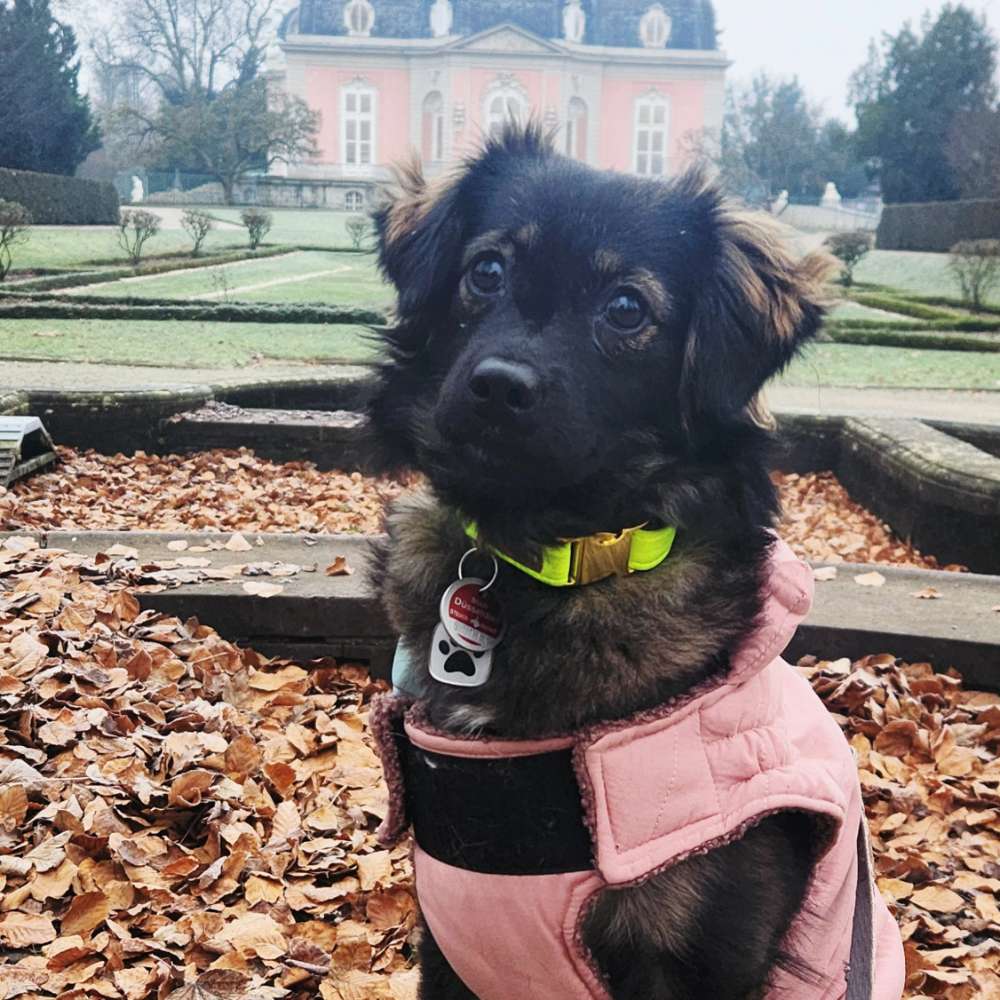 Hundetreffen-Gassi Kumpel:ine  gesucht-Profilbild