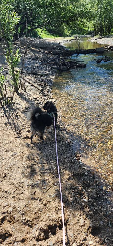 Hundetreffen-Buffy braucht auch FreundInnen-Profilbild