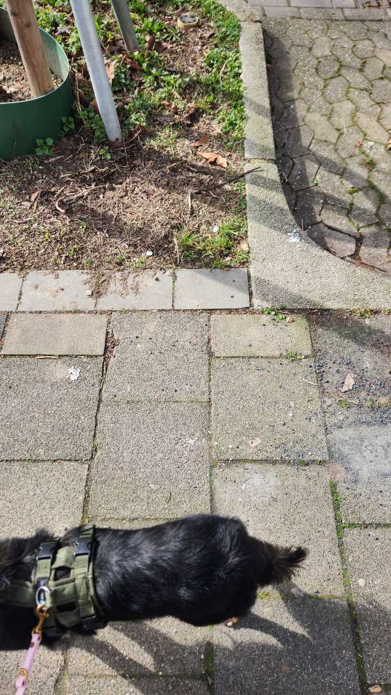 Giftköder-Vielleicht Gift-Profilbild