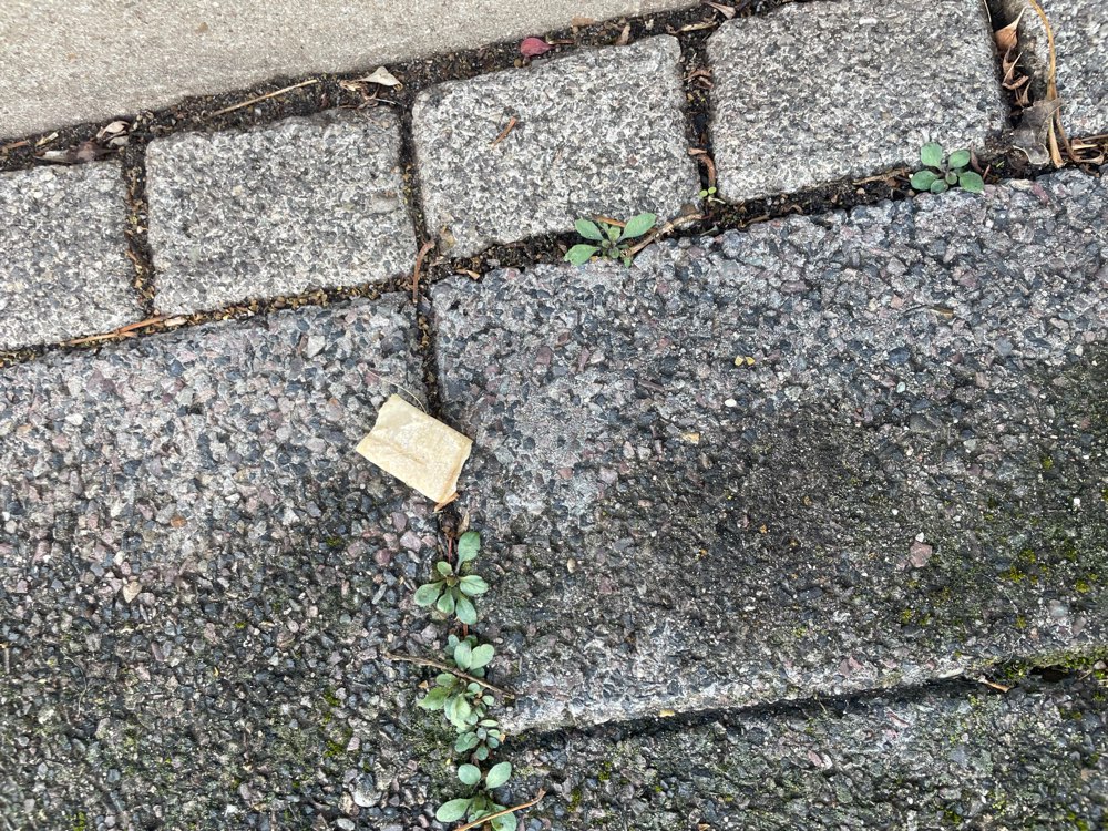 Giftköder-Giftköder-Profilbild