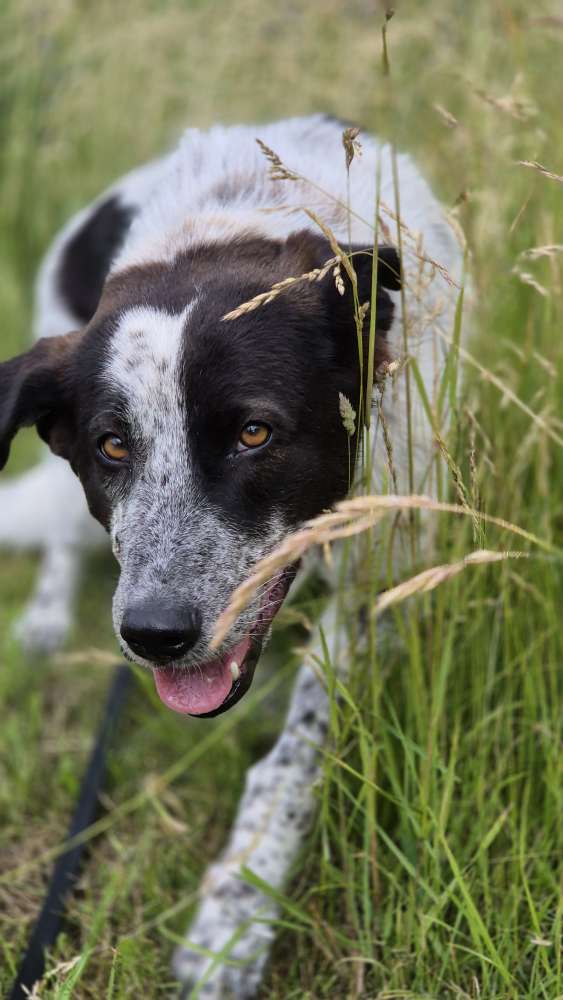 Hundetreffen-Neue Kontakte gesucht-Profilbild