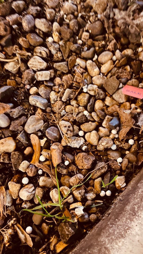 Giftköder-Rattengift zwischen Kieselsteinen?-Profilbild