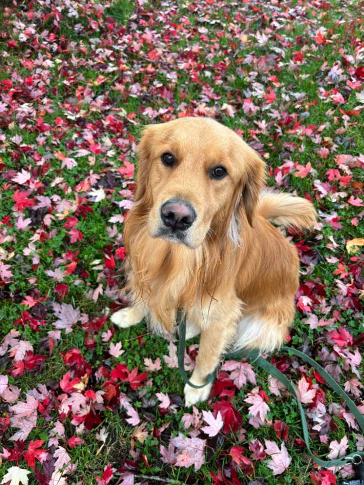 Hundetreffen-Fortpflanzung/ Zucht-Profilbild
