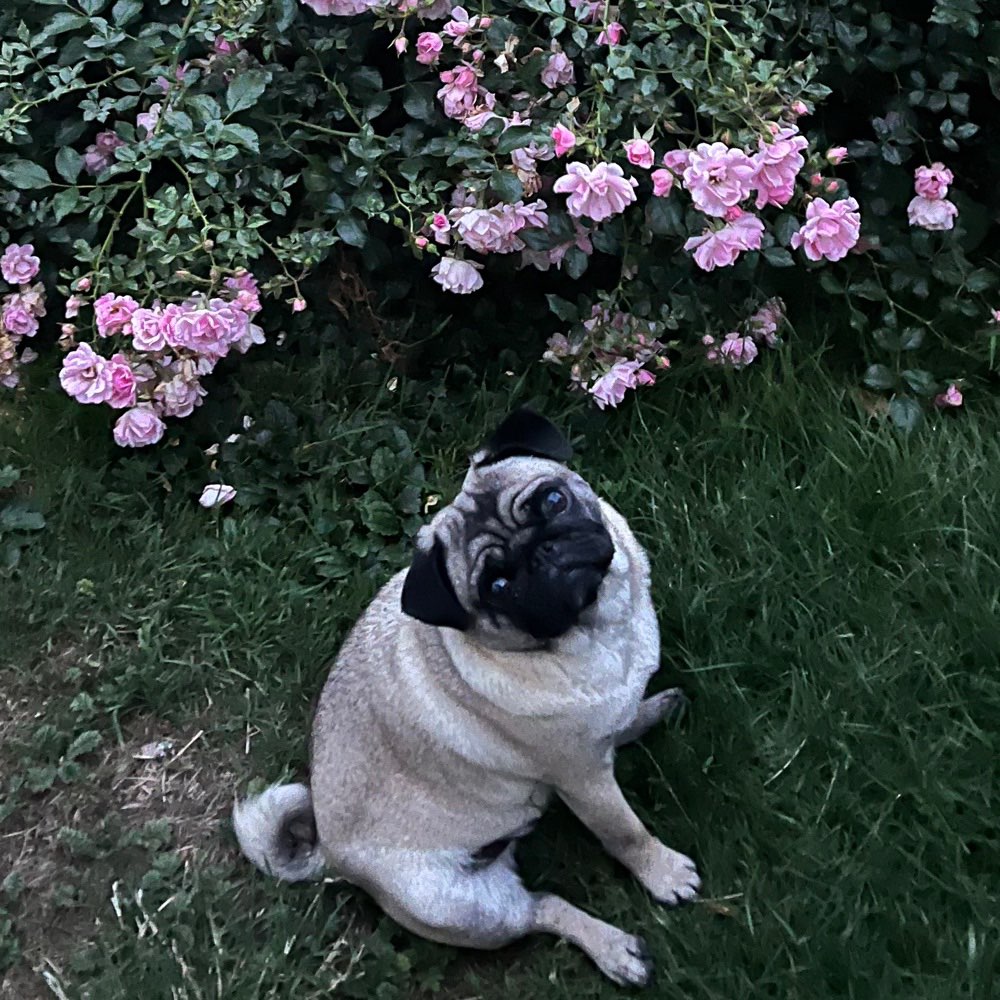 Hundetreffen-Mopstreffen im Raum Steyr/Amstetten-Profilbild