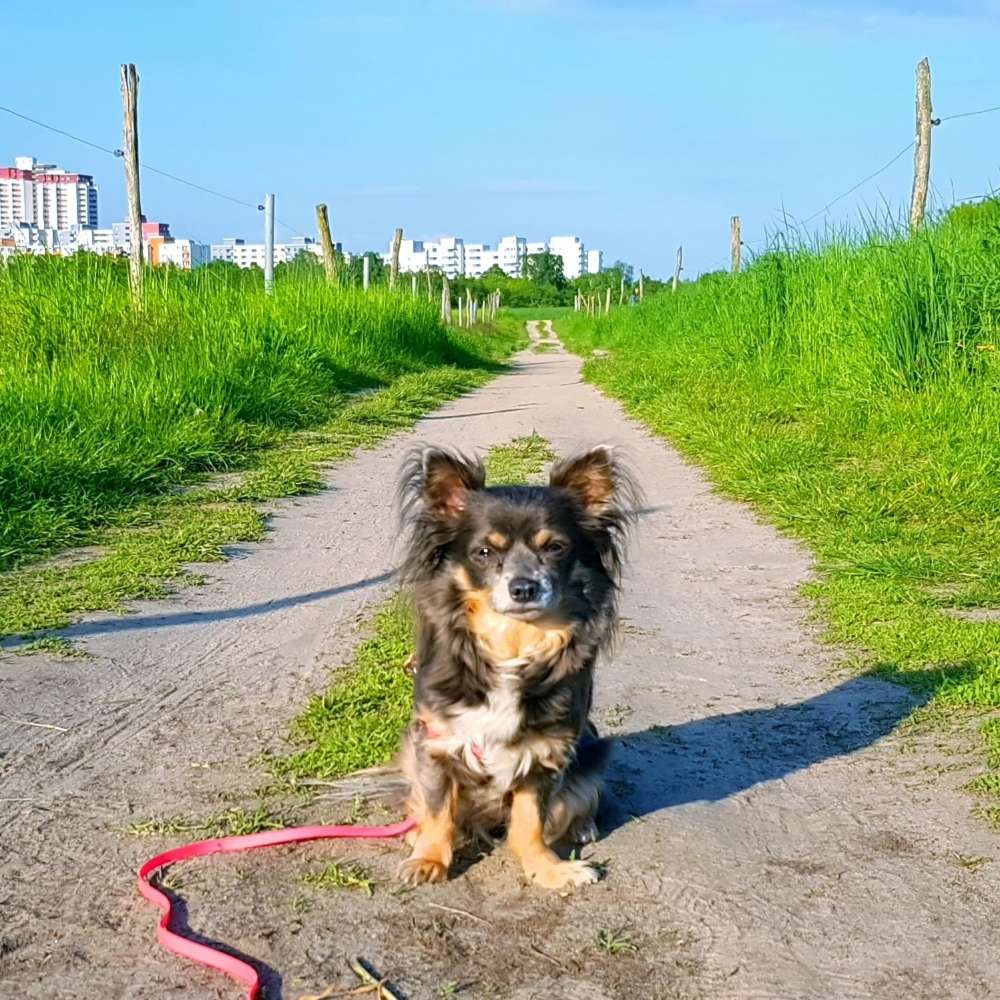 Hundetreffen-Kontakte knüpfen Lichtenrade-Profilbild