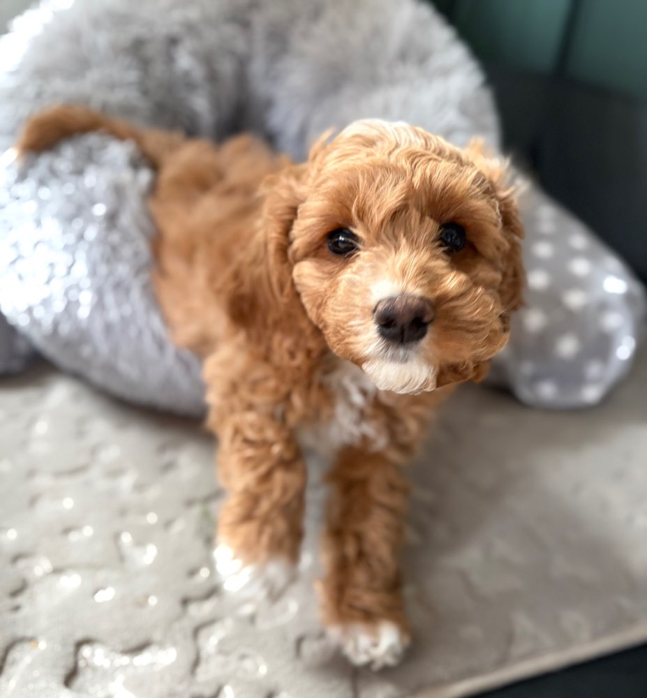 Hundetreffen-Welpentreff in Gifhorn-Profilbild