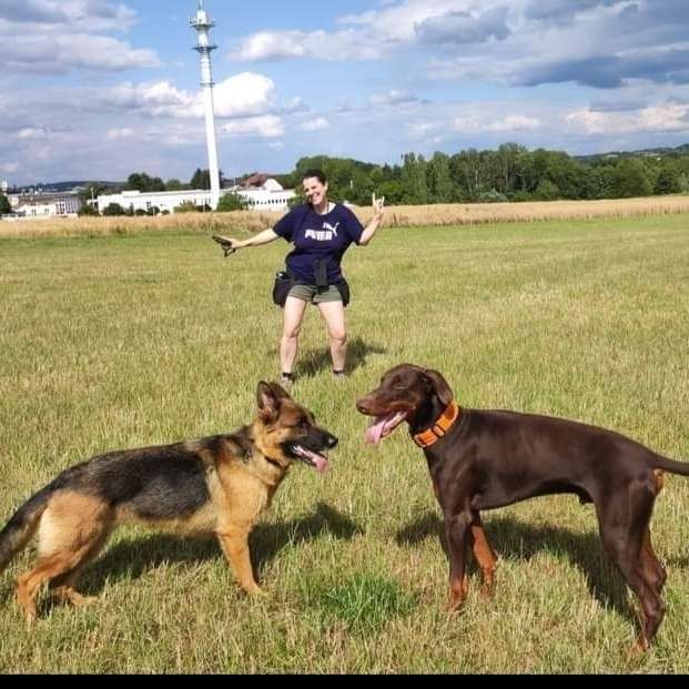 Hundetreffen-Hunde zusammen laufen lassen In der Rehhardt-Profilbild