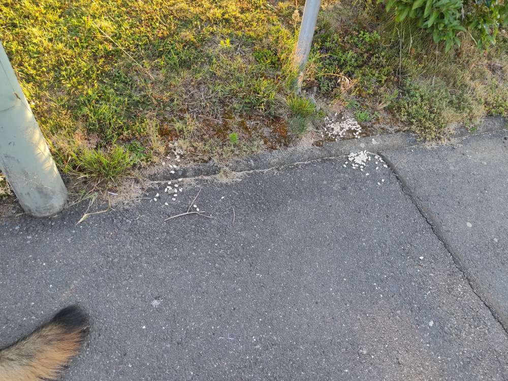 Giftköder-Erdnüsse-Profilbild