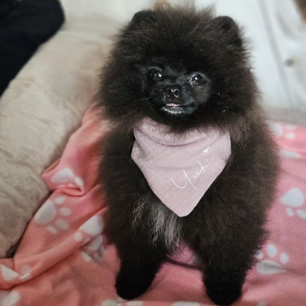 Hundetreffen-Spielfreunde gesucht-Profilbild