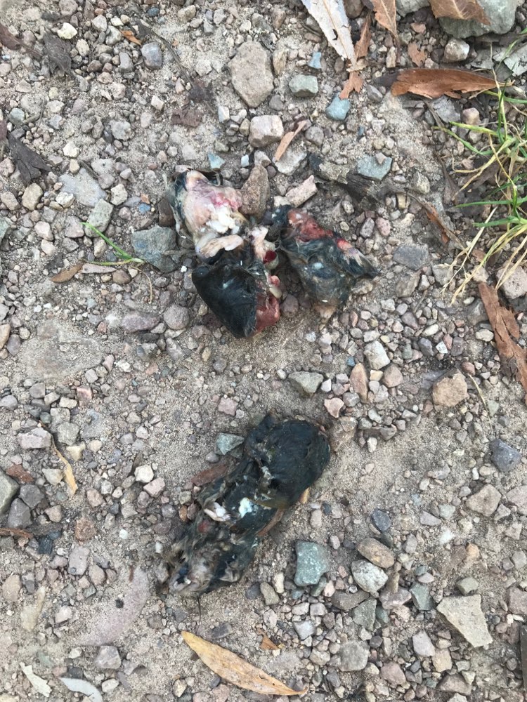 Giftköder-Kadaver-Profilbild