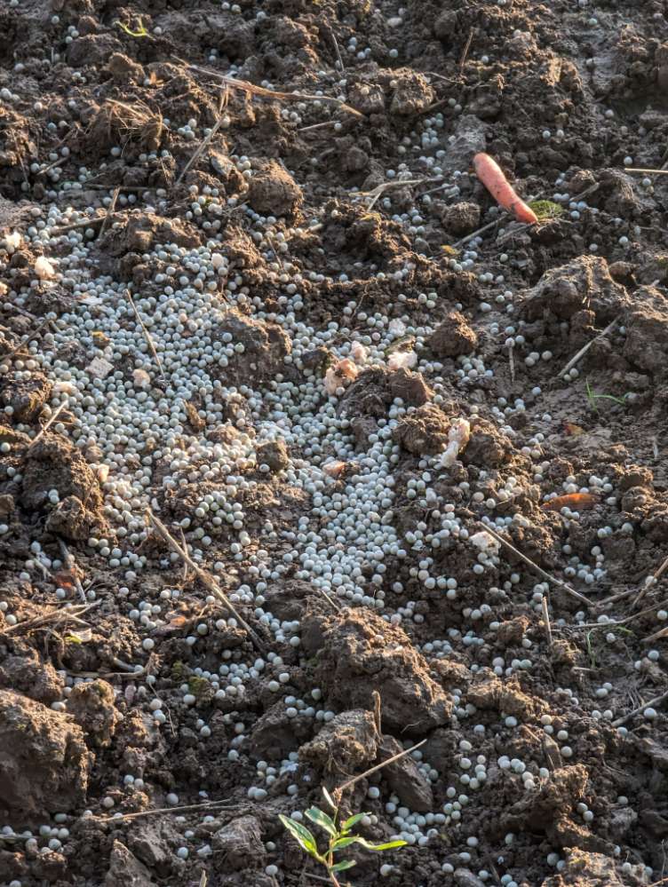 Giftköder-Möglicher Giftköder, Möhren und Brot-Profilbild