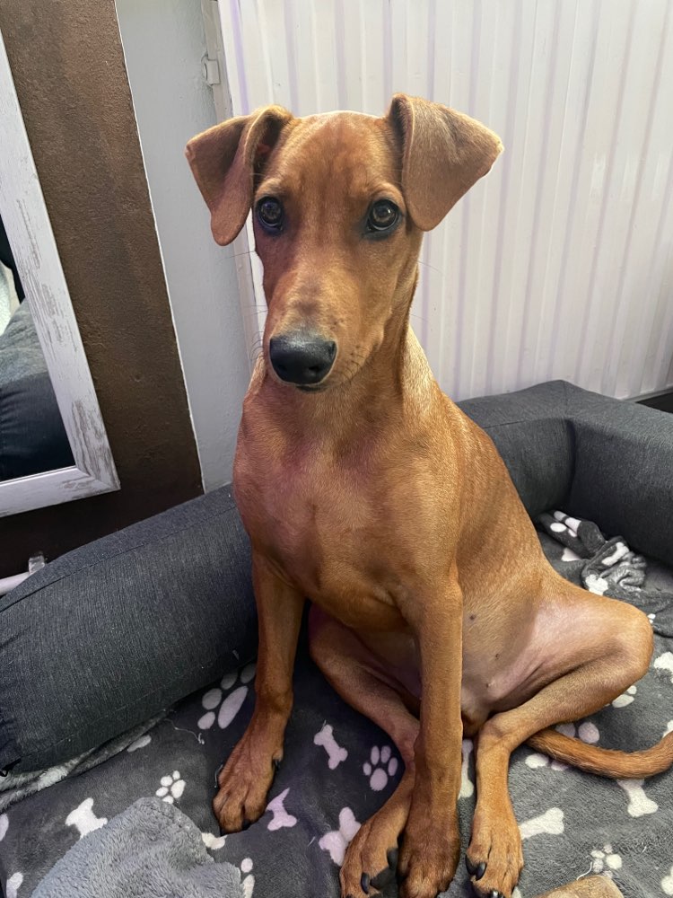 Hundetreffen-Benny sucht Spielkameraden 🐶-Profilbild