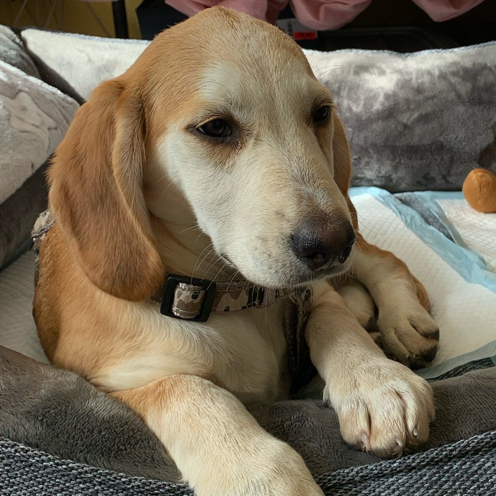 Hundetreffen-Spielkameraden für Zero 🐶-Profilbild