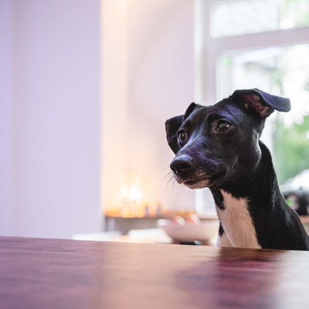 Hundetreffen-Regelmäßige Spaziergänge mit Zeit zum üben-Profilbild