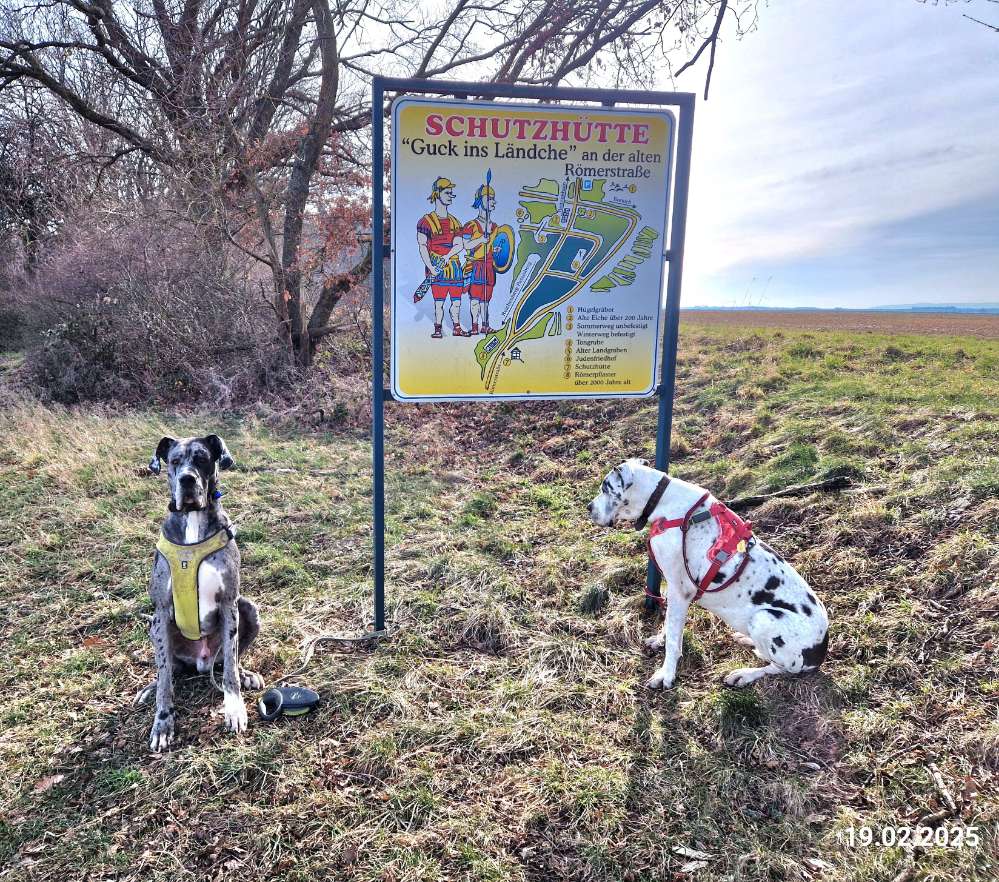 Hundetreffen-RÜDIGER sucht Hundefreunde zum Spielen-Profilbild