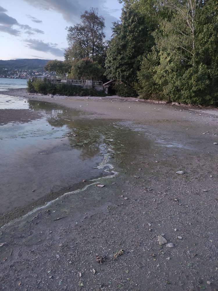 Giftköder-Verdacht auf Blaualgen-Profilbild