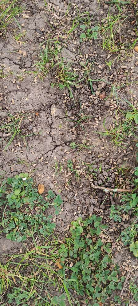 Giftköder-Granulat unbekater Art-Profilbild