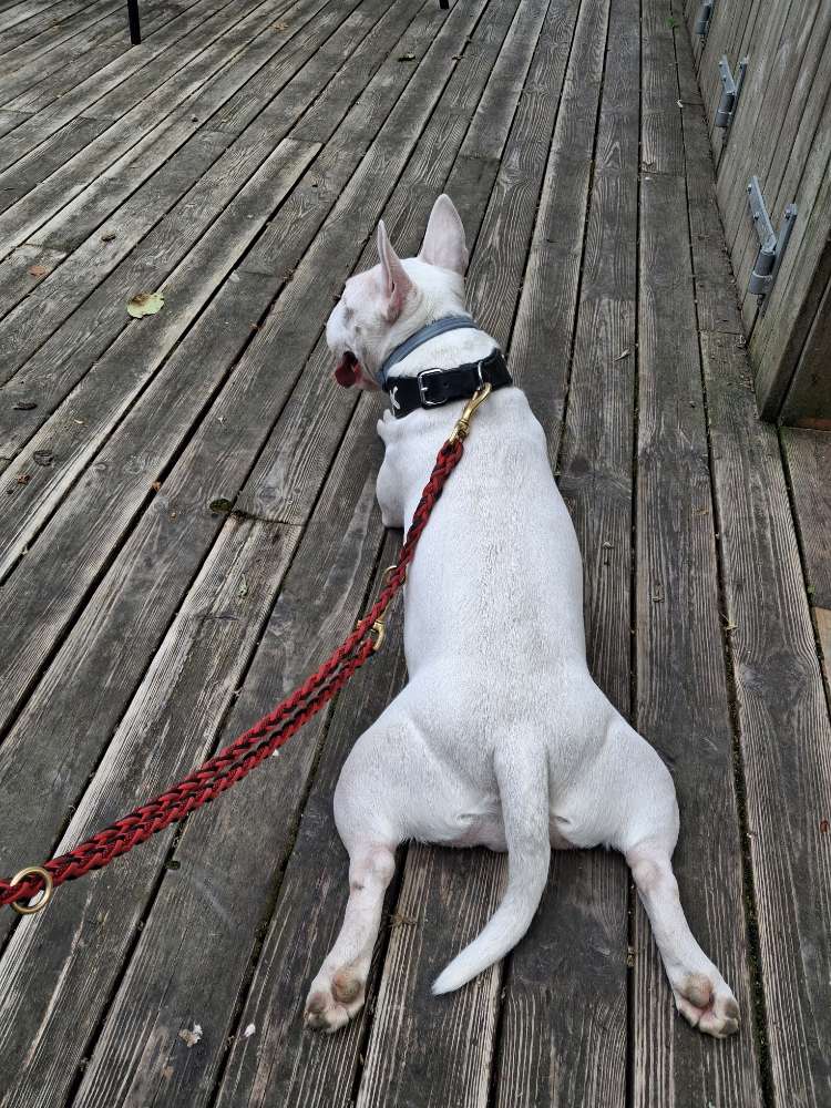 Hundetreffen-Treffen mit Spiel und Spaß-Profilbild