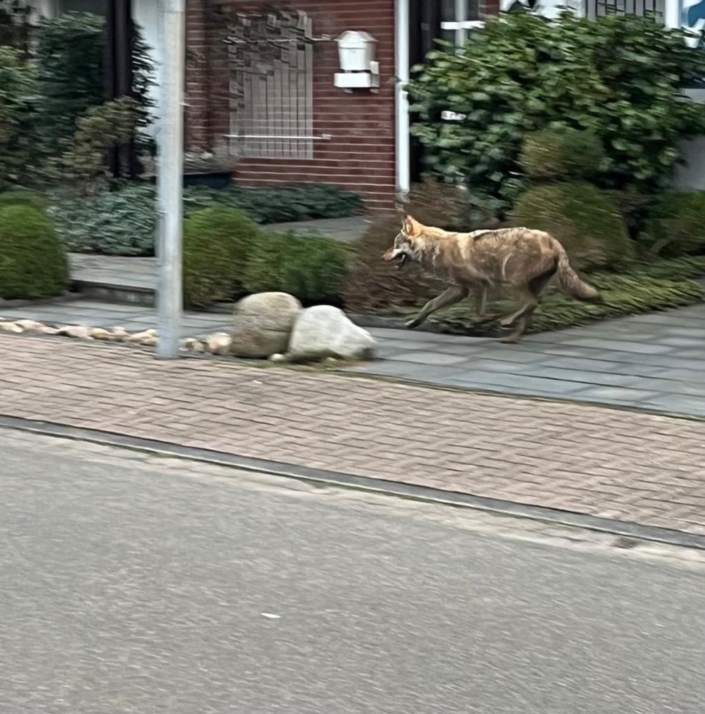 Giftköder-Wolf-Profilbild