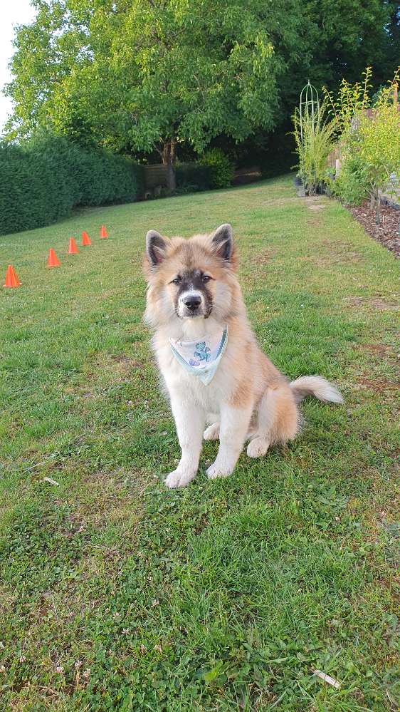 Hundetreffen-Schöne Spaziergänge evtl mit anschließendem Freispiel-Profilbild