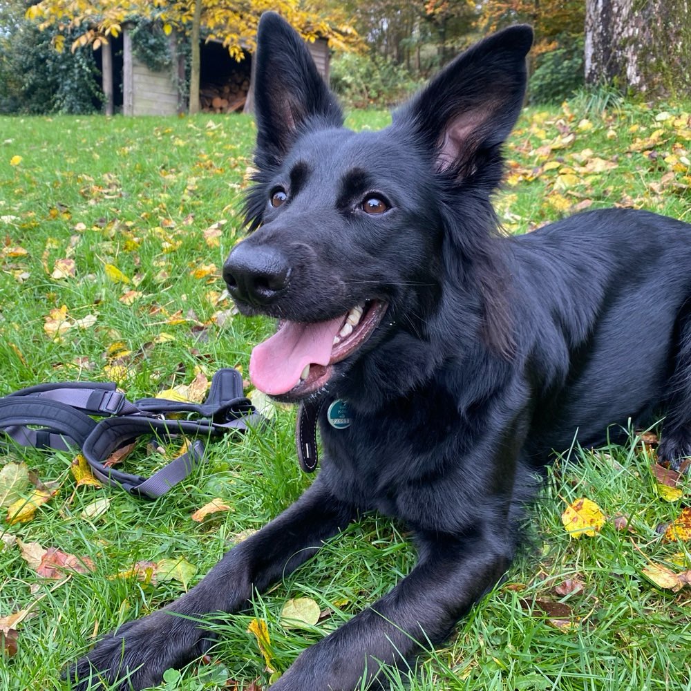 Hundetreffen-Spielrunde oder Gassigehen-Profilbild
