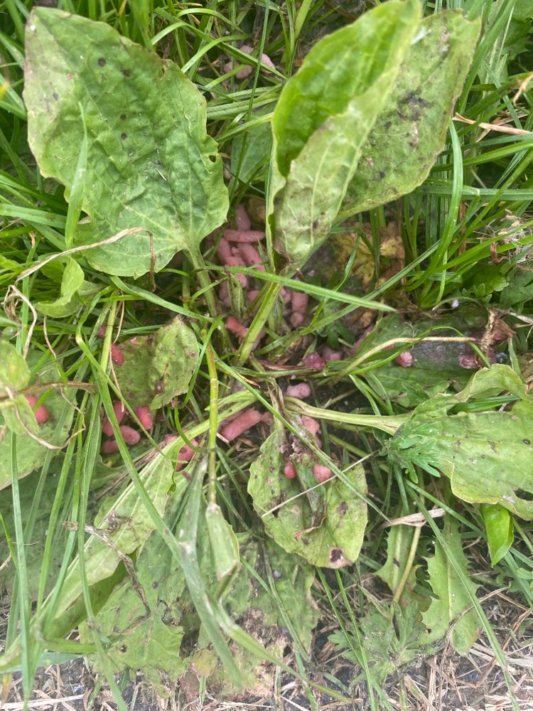 Giftköder-Möglicherweise Rattengift-Profilbild