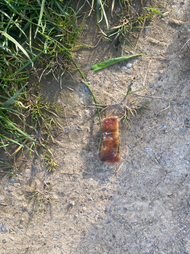 Giftköder-Möglicherweise Giftköder-Profilbild