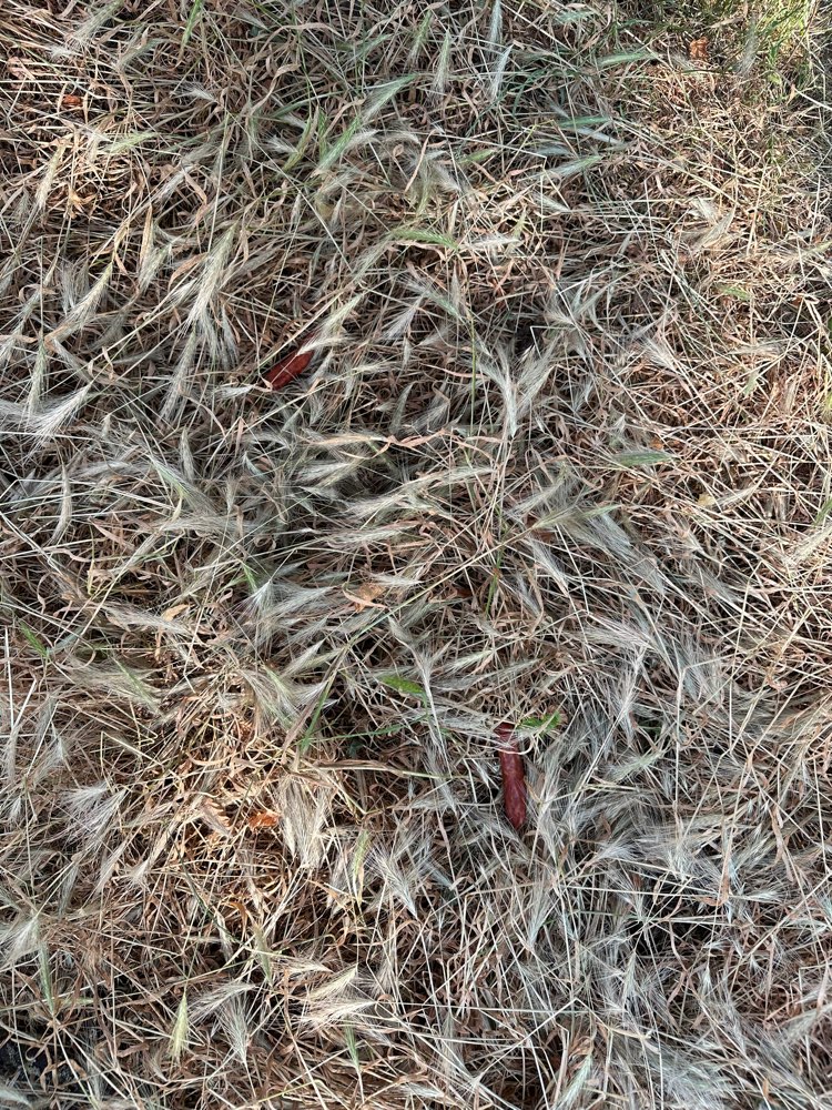 Giftköder-Giftköder-Profilbild