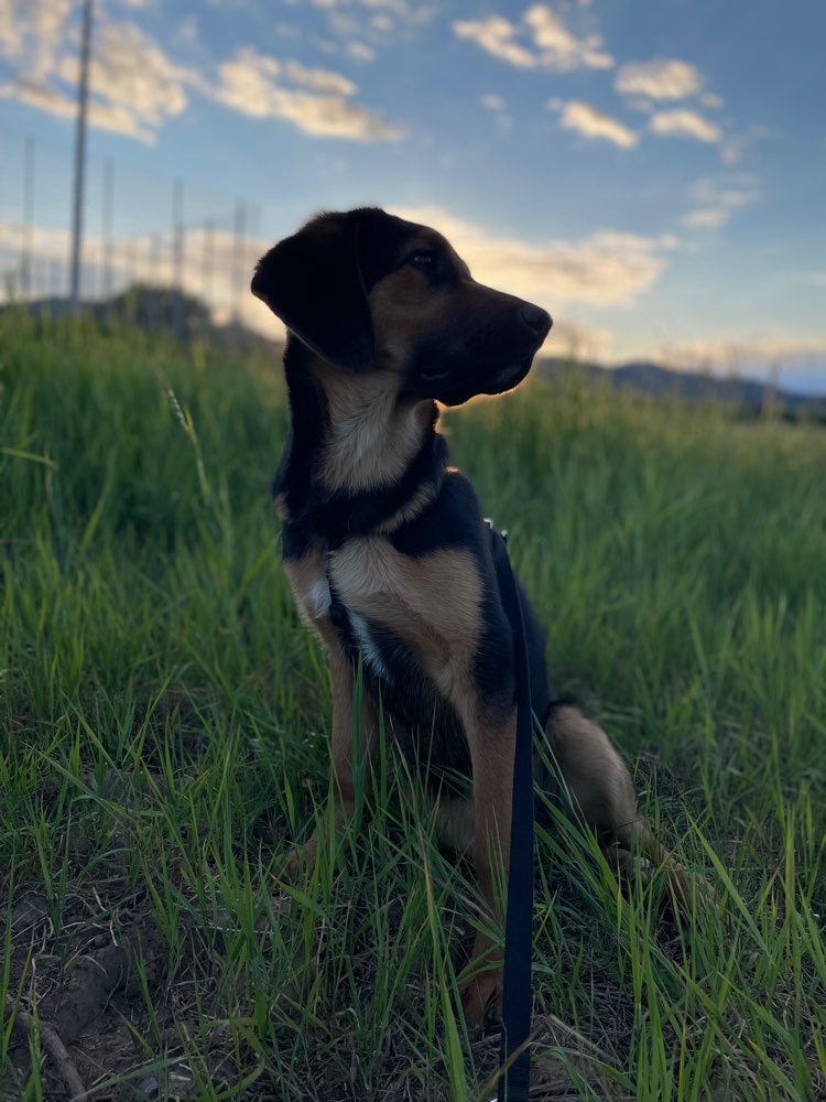 Hundetreffen-Holly sucht Hundefreunde zum Gassi gehen und trainieren-Profilbild