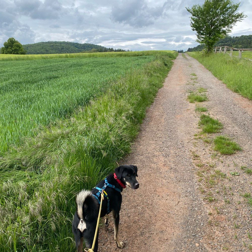 Hundetreffen-Hunderunde in Edermünde-Profilbild