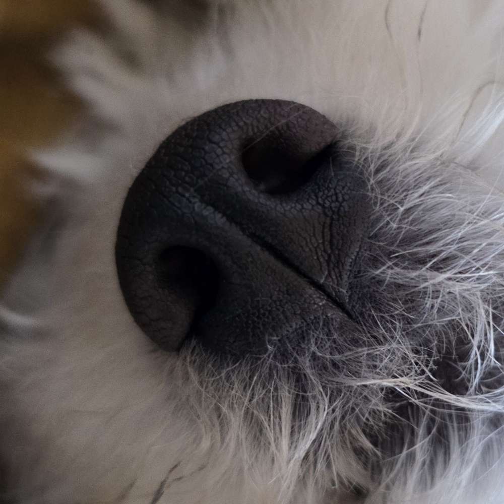 Hundetreffen-Treffen in Nienburg auf eingezäunter Spielwiese-Profilbild