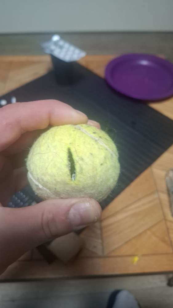 Giftköder-Tennisball mit Rasierklinge-Profilbild