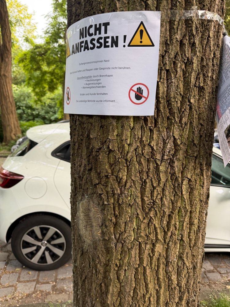 Giftköder-Eichenprozessionsspinner-Profilbild