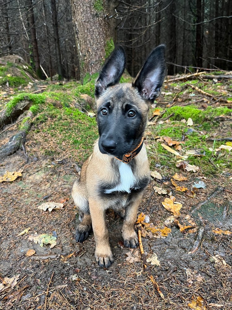 Hundetreffen-Welpen zum toben gesucht-Profilbild