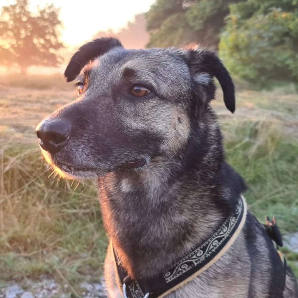 Hundetreffen-Gassi gehen im Münchner Norden, für Vorschläge offen-Profilbild