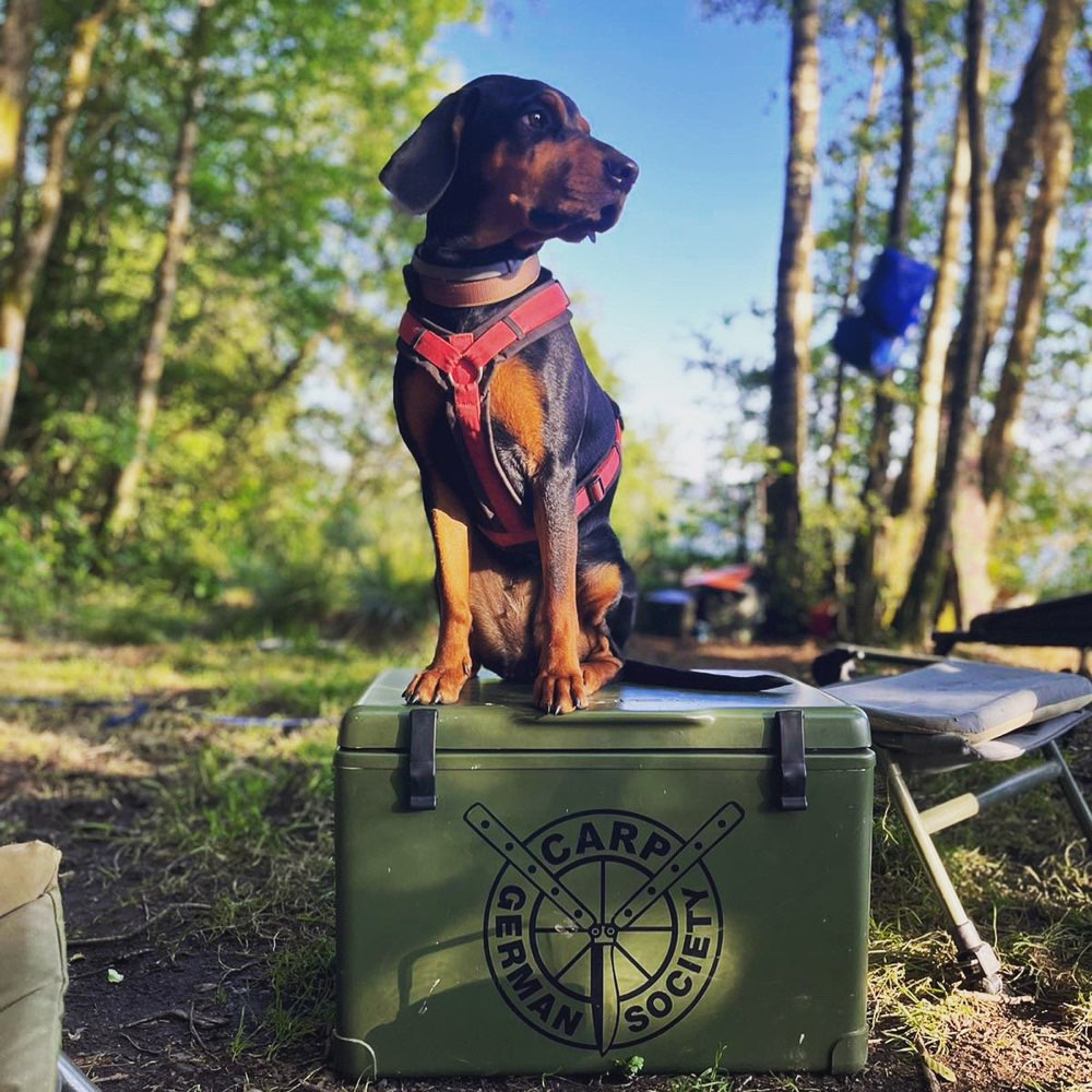 Hundetreffen-Gassirunde und Austausch-Profilbild