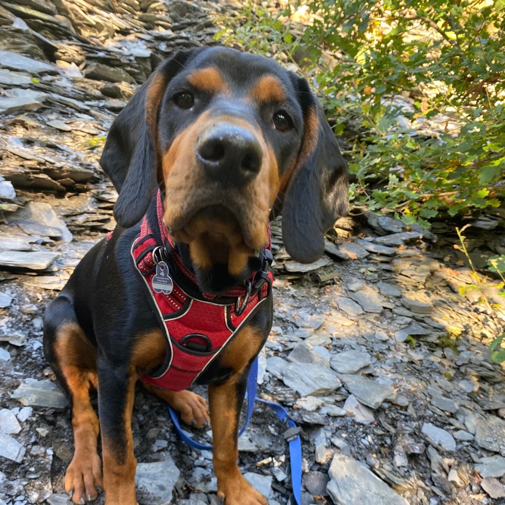 Hundetreffen-Gassirunde um Hatzenport-Profilbild