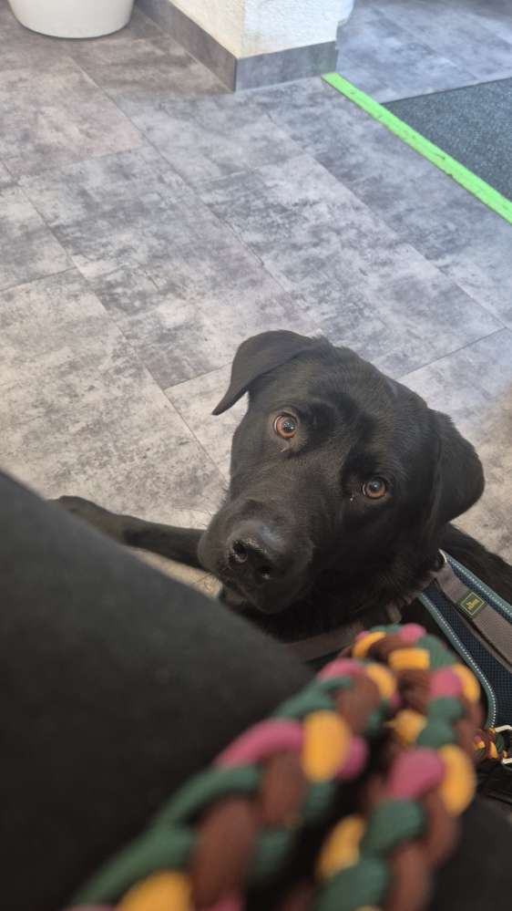 Hundetreffen-Suche Mantrailing Partner-Profilbild