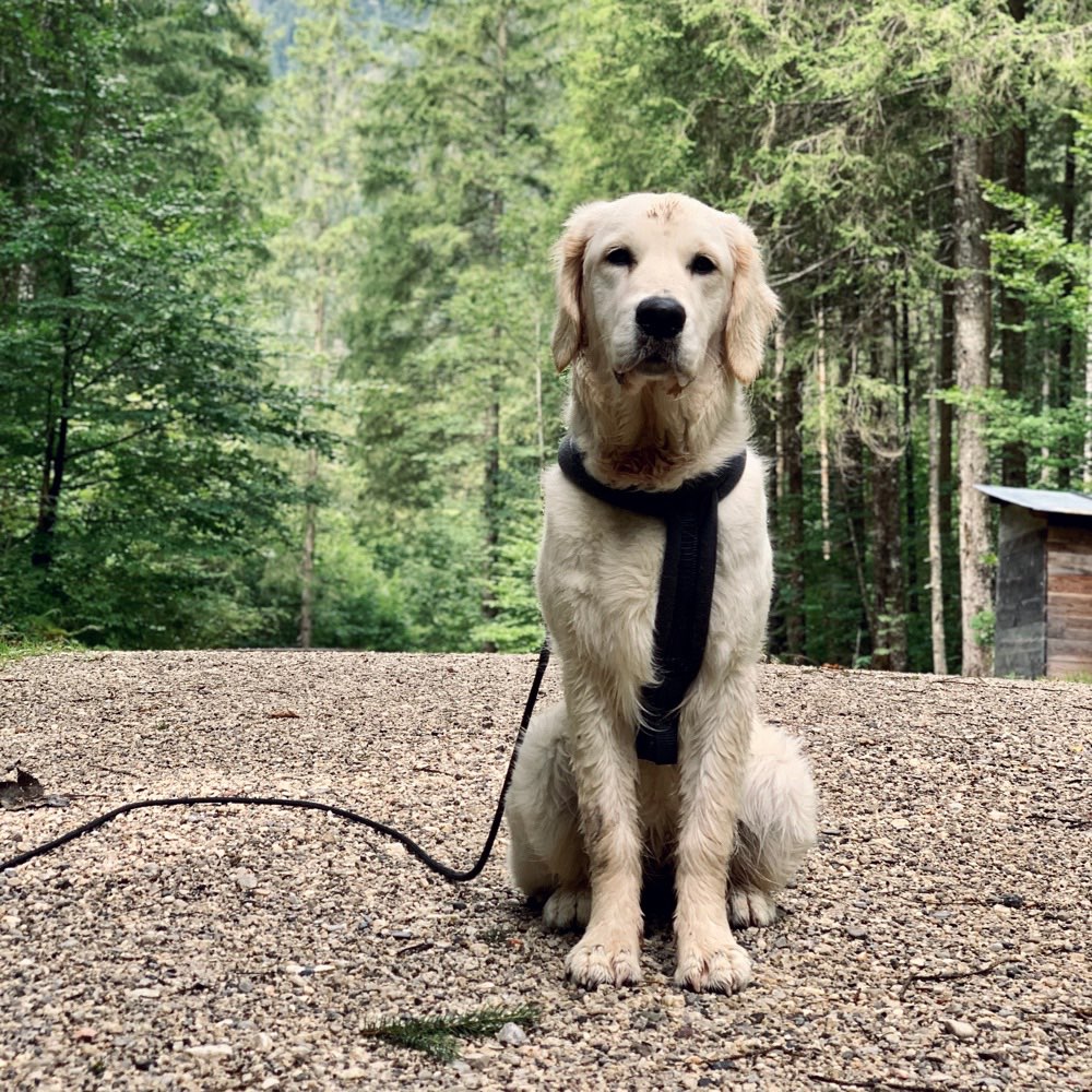 Hundetreffen-Spieltreffen in Münster-Profilbild